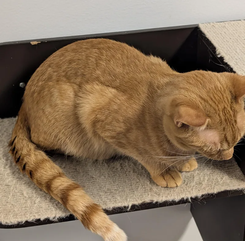 A young medium-sized male Tabby (Orange / Red) Domestic Short Hair cat named Saint James for adoption in Brockport, NY