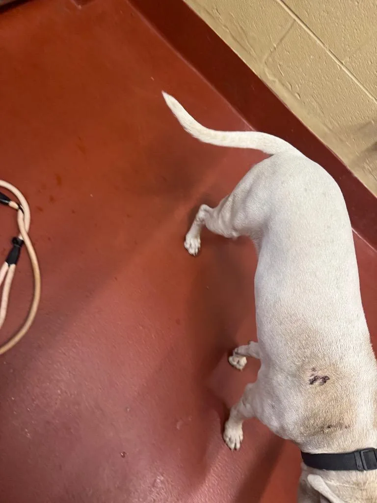 A young medium-sized female Mixed Breed dog named Quartz for adoption in Douglasville, GA