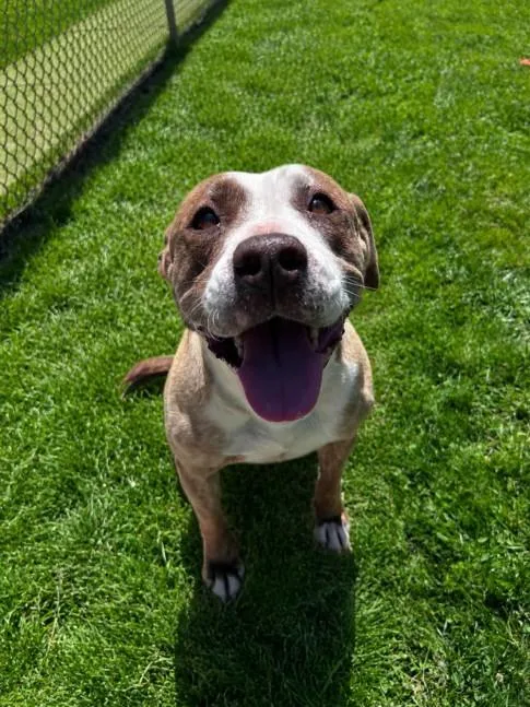 An adult large-sized female Pit Bull Terrier dog named Dolly for adoption in Clinton Township, MI