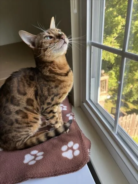 An adult medium-sized female Bengal cat named Glitter for adoption in Derwood, MD