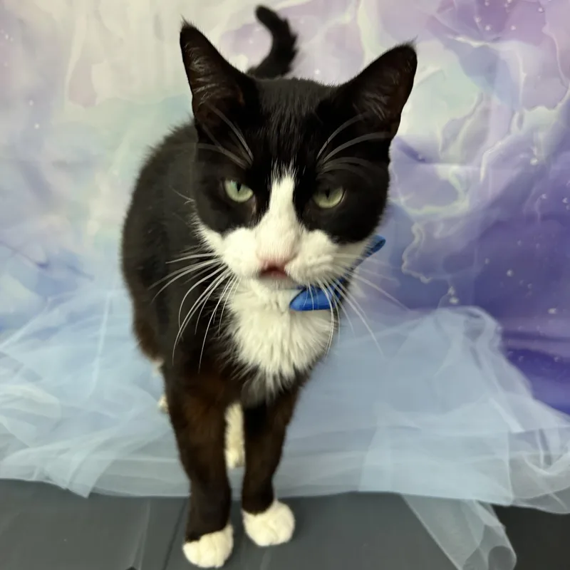 Sebastian thumbnail 2