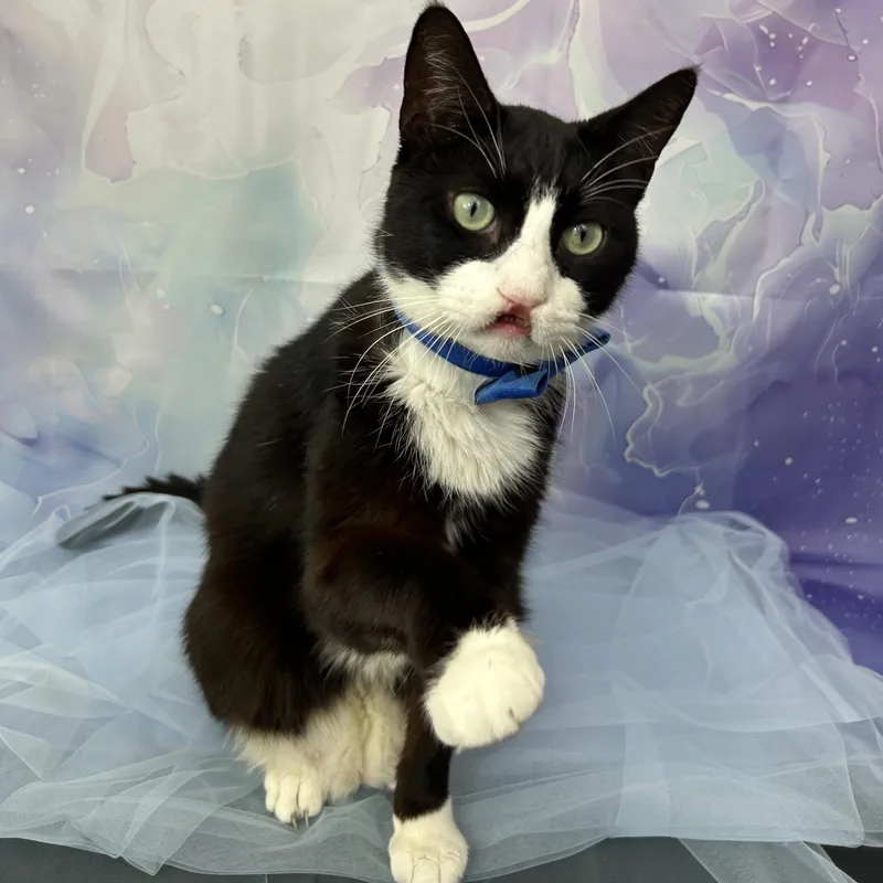 Sebastian thumbnail 3