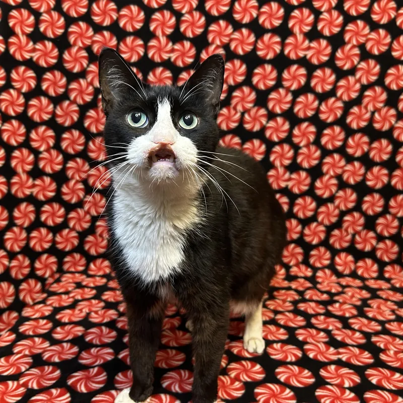 Sebastian thumbnail 4