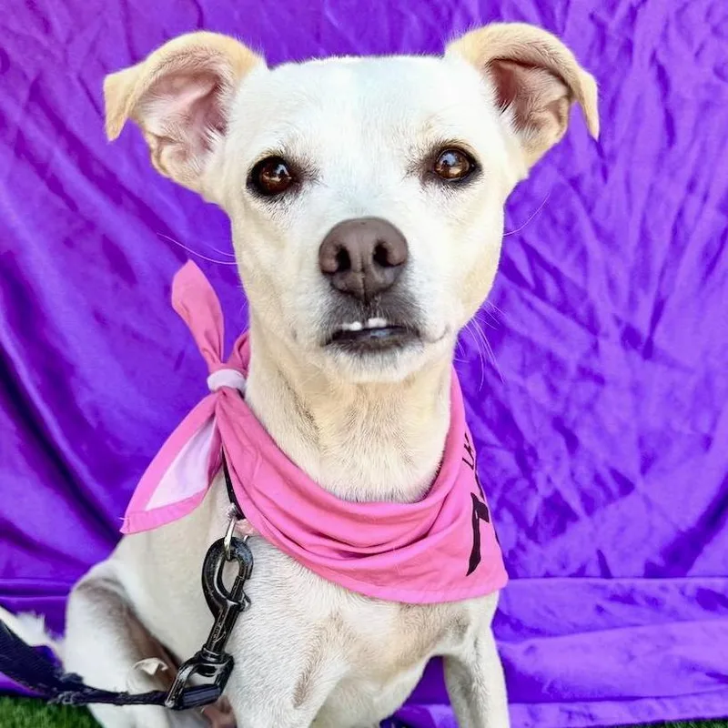 A young small-sized female White / Cream Rat Terrier dog named Lea for adoption in Rowland Heights, CA
