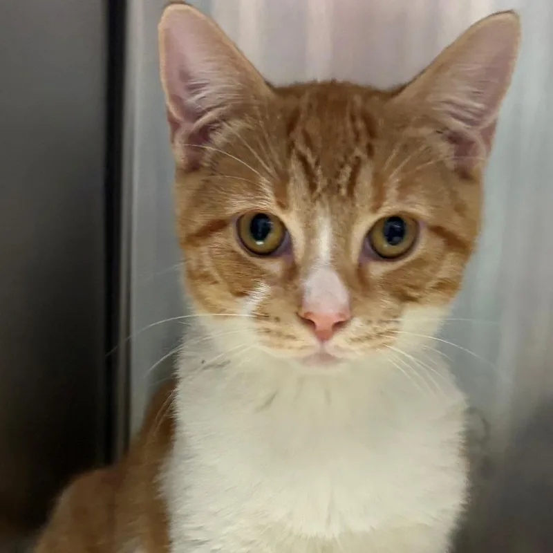 A baby medium-sized male Domestic Short Hair cat named Bacon for adoption in East Hanover, NJ