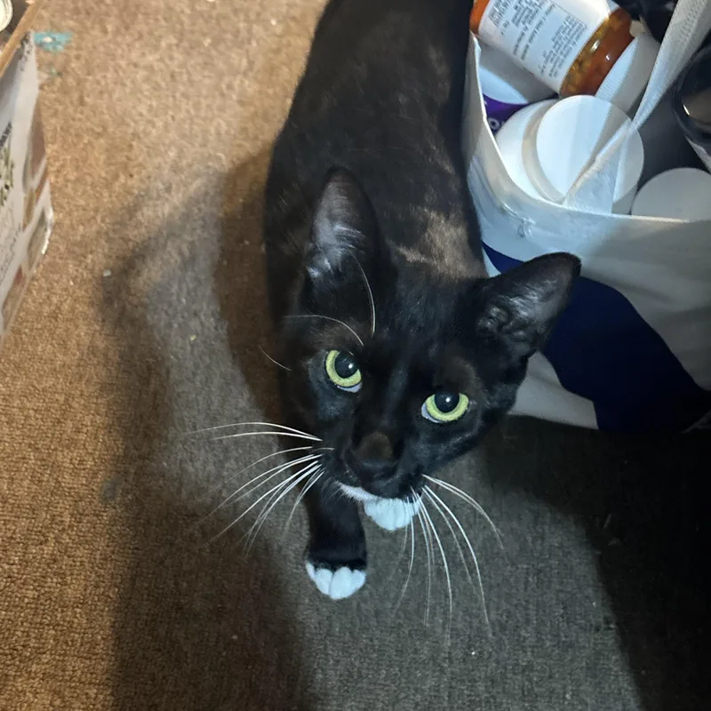 A young medium-sized female Black & White / Tuxedo Domestic Short Hair cat named Socks for adoption in Beltsville, MD