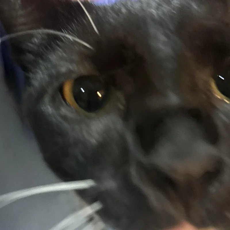 Socks thumbnail 5