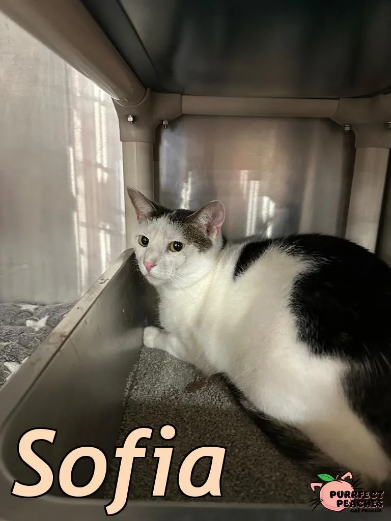An adult medium-sized female Domestic Short Hair cat named Sofia for adoption in Douglasville, GA