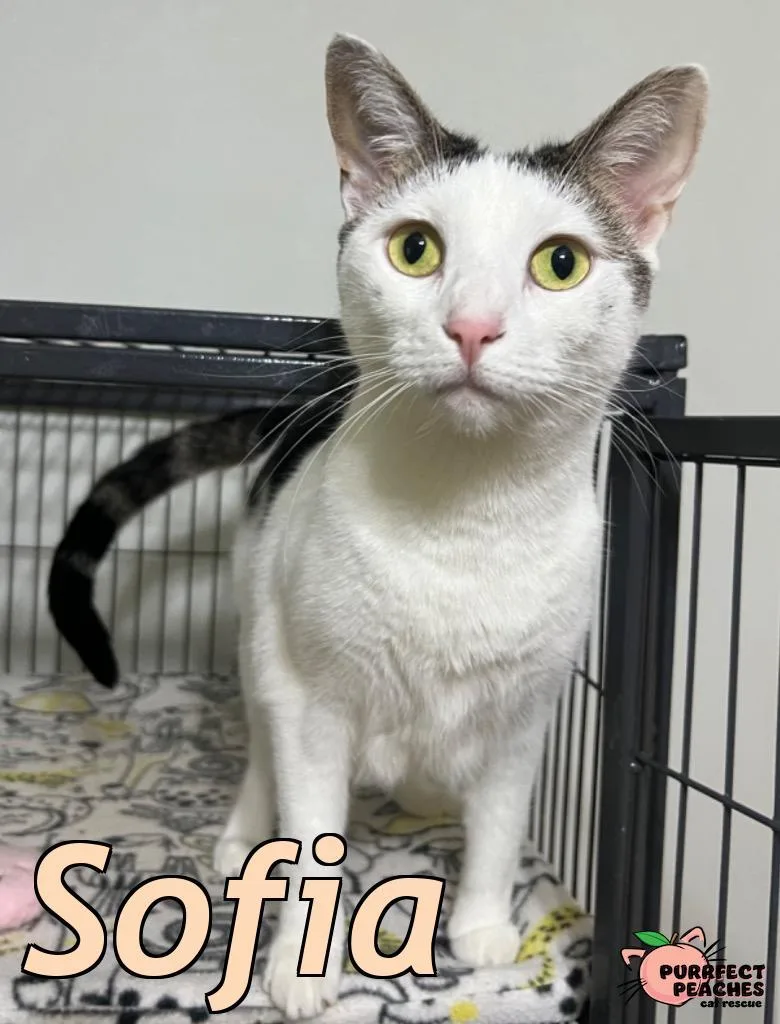 Sofia thumbnail 2
