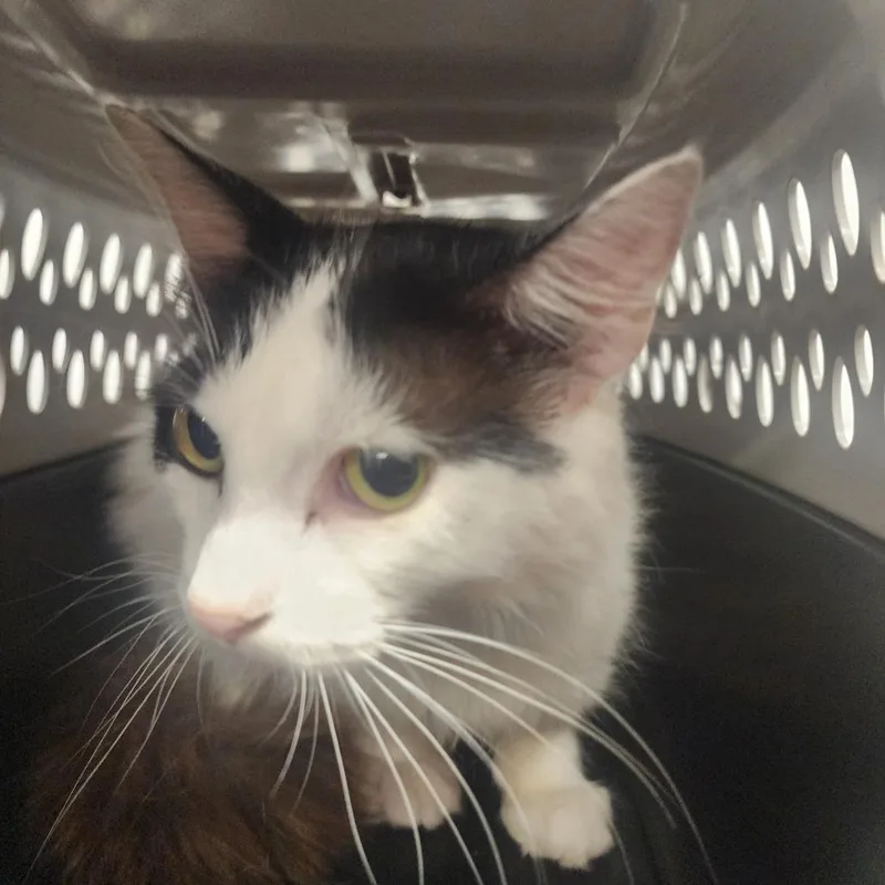 A young medium-sized female White Domestic Medium Hair cat named Barbie for adoption in Evensville, TN