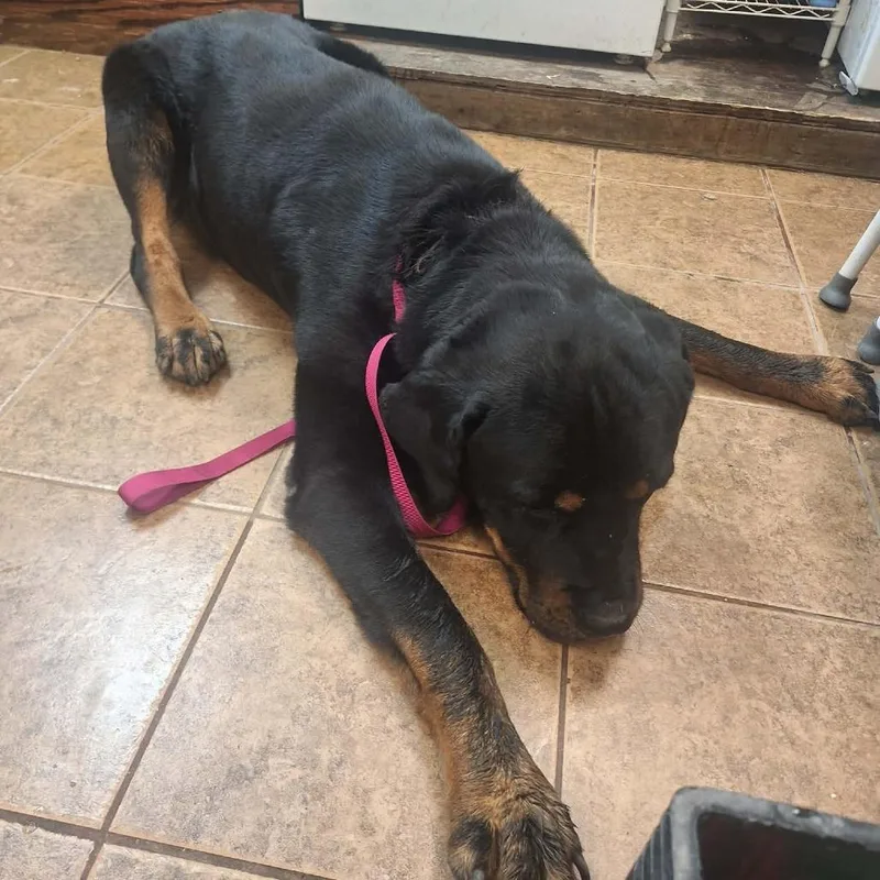 An adult extra large-sized male Black Rottweiler dog named Hercules for adoption in Madill, OK