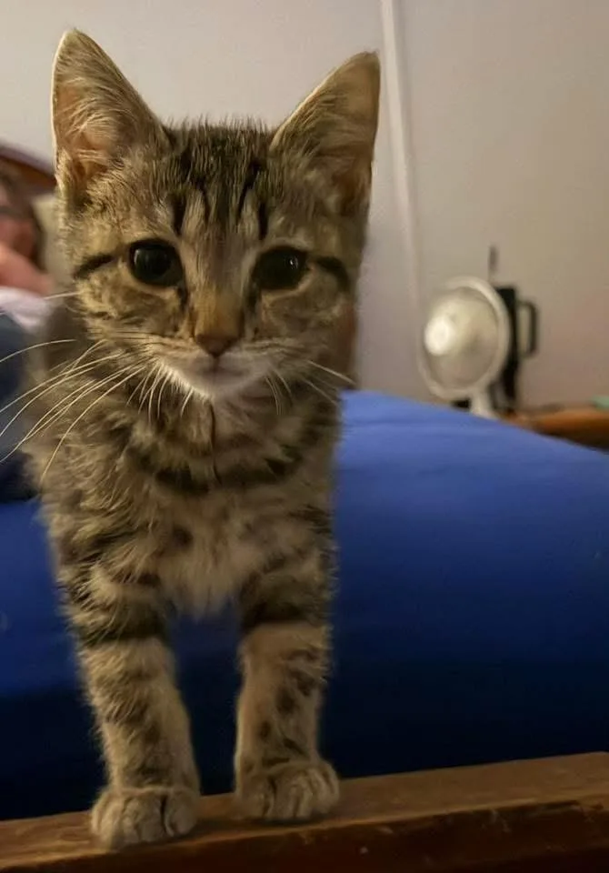 A baby medium-sized female Tabby (Buff / Tan / Fawn) Domestic Short Hair cat named Peppa Pig for adoption in Muncie, IN