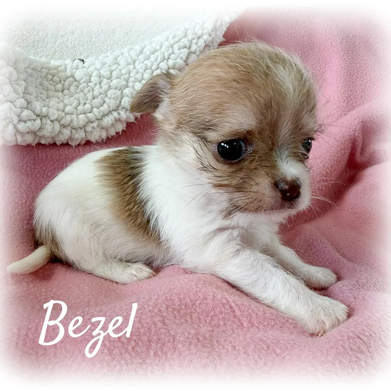A baby small-sized female White / Cream Terrier dog named Bezel for adoption in Tulsa, OK