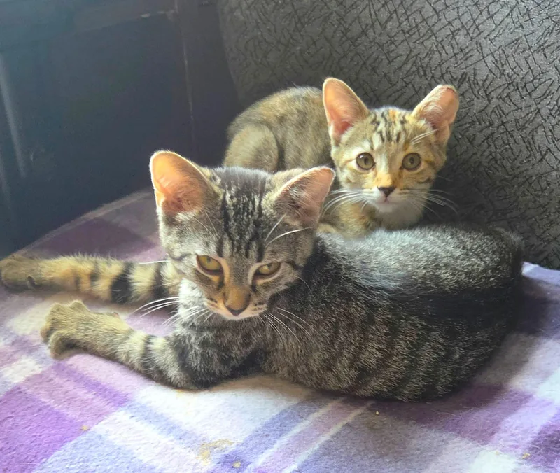 A baby medium-sized female Tabby (Brown / Chocolate) Tabby cat named Josie for adoption in New Albany, OH