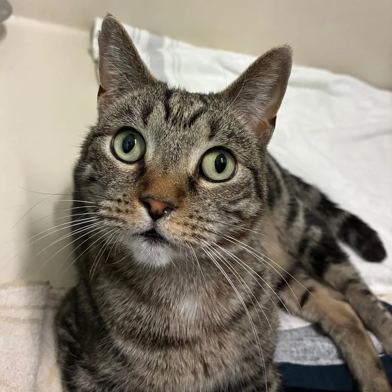 An adult medium-sized female Brown / Chocolate Domestic Short Hair cat named Left Twix for adoption in St. Helena, CA