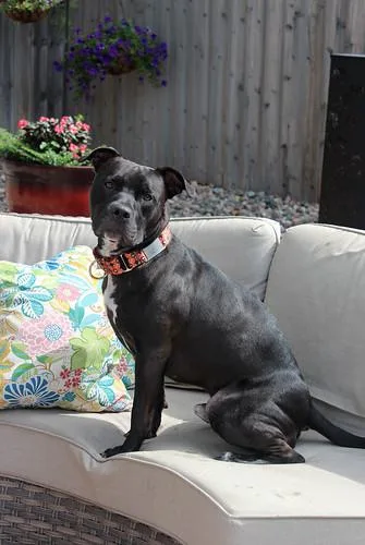 Indiana Bones thumbnail 2