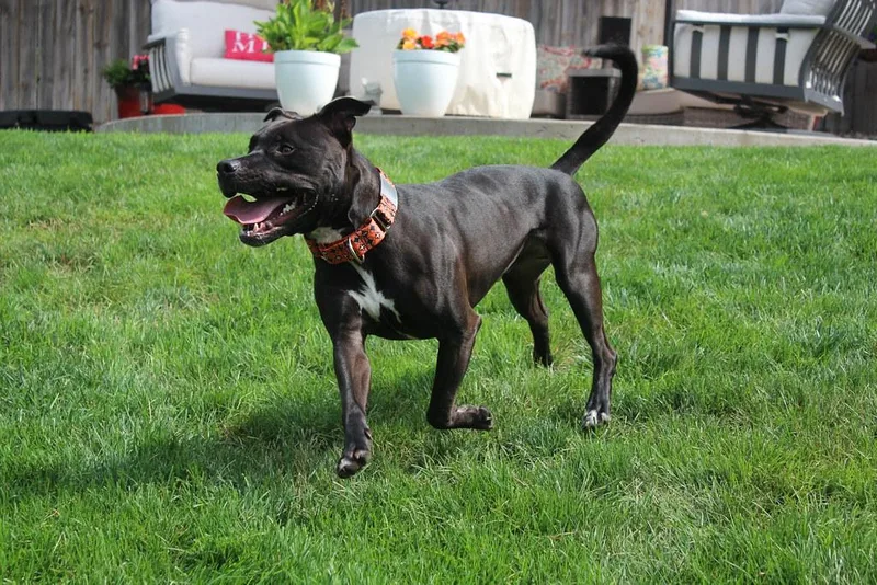 Indiana Bones thumbnail 3