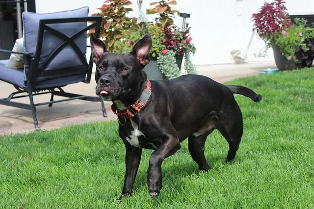 Indiana Bones thumbnail 4