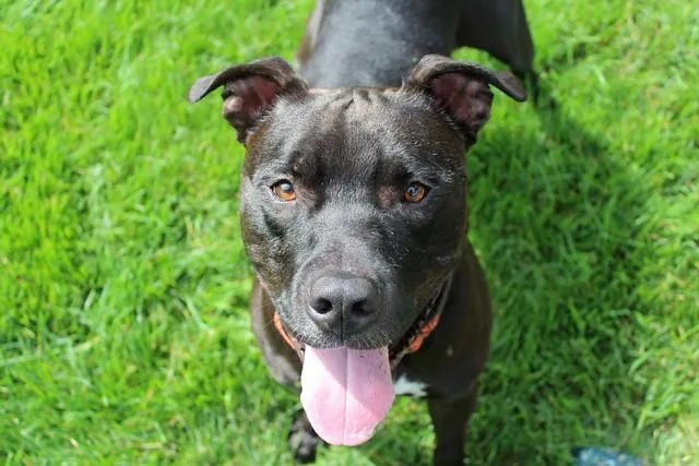 Indiana Bones thumbnail 5