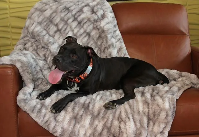 Indiana Bones thumbnail 6