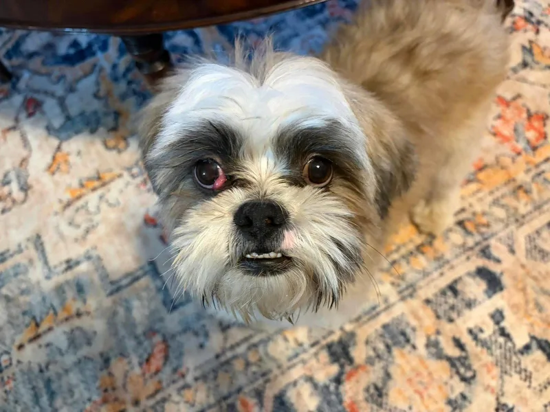 A young small-sized male Shih Tzu dog named Oakley for adoption in Grafton, WI