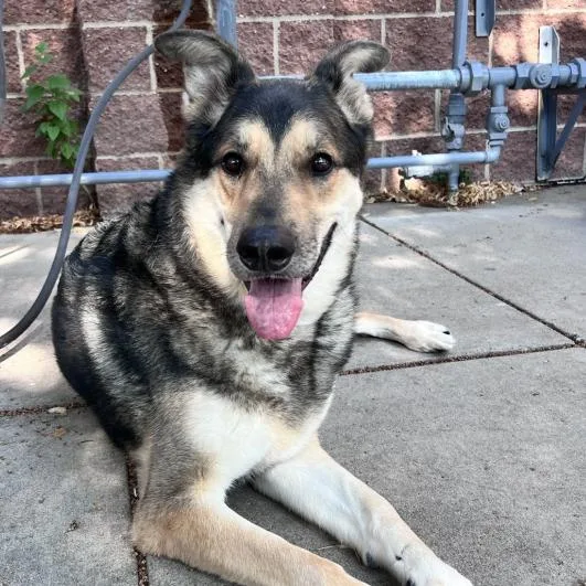 An adult large-sized male Sable German Shepherd Dog dog named Jagger D for adoption in Princeton, MN
