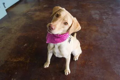 An adult medium-sized female Labrador Retriever dog named Honey for adoption in San Antonio, TX