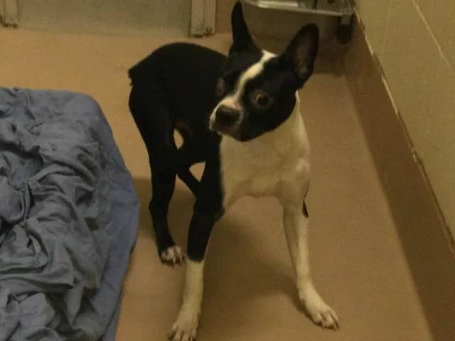 A young small-sized female Boston Terrier dog named Pebbles for adoption in Thousand Palms, CA
