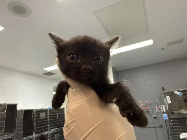 A baby small-sized male Domestic Short Hair cat named Atlas for adoption in Thousand Palms, CA