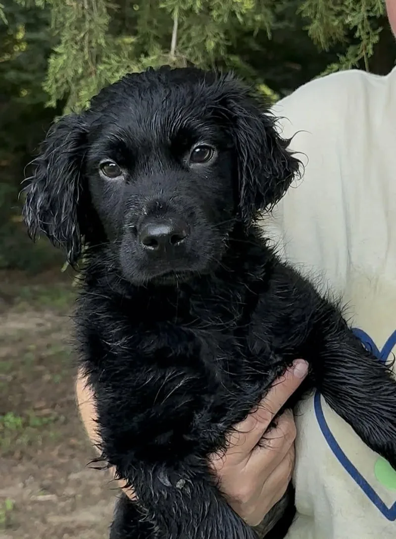 A baby medium-sized female Spaniel dog named Lorna for adoption in Thomasville, NC