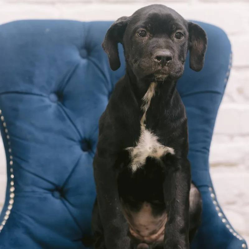 A baby large-sized female Cane Corso dog named Erika for adoption in Zionsville, IN