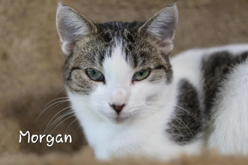 An adult medium-sized female Domestic Short Hair cat named Morgan for adoption in Cromwell, KY