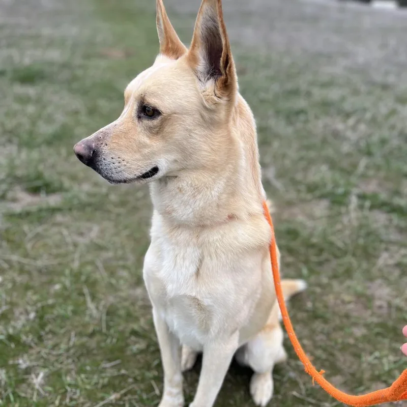 An adult large-sized male White / Cream Mixed Breed dog named Zeus for adoption in Spokane, WA