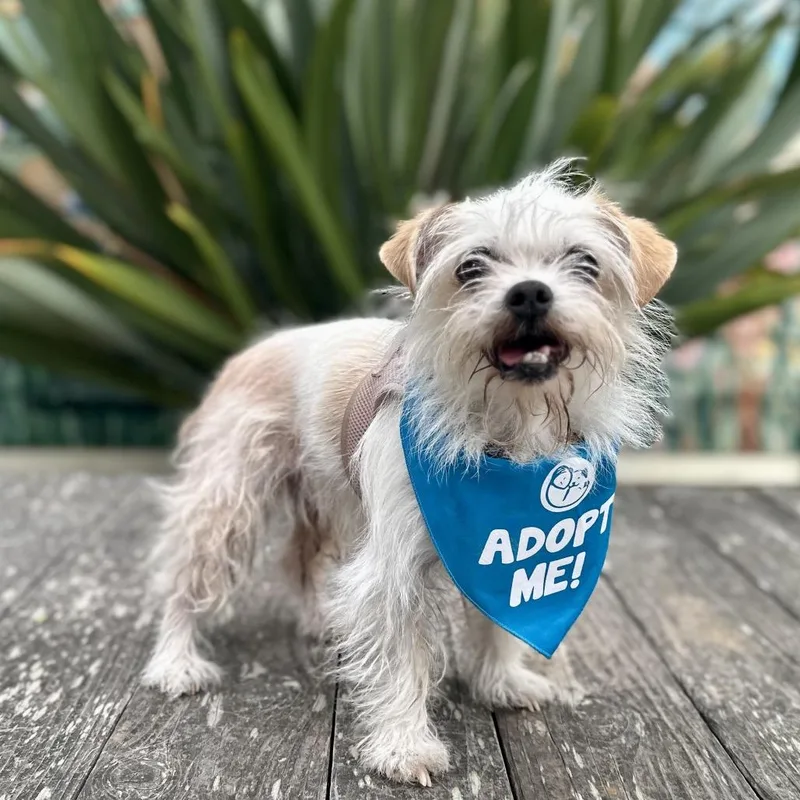 A senior small-sized female White / Cream Terrier dog named Marzipan for adoption in Pacific Grove, CA