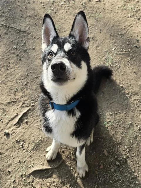 A young medium-sized male Siberian Husky dog named Alvin for adoption in Riverside, CA