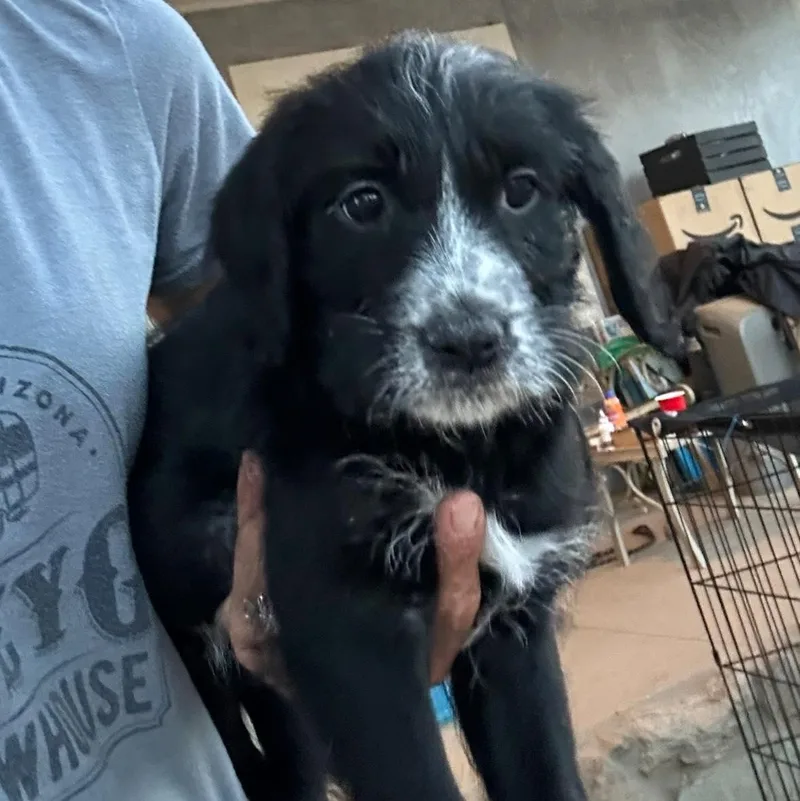 A baby medium-sized female Black Goldendoodle dog named Sadie for adoption in Agua Dulce, CA