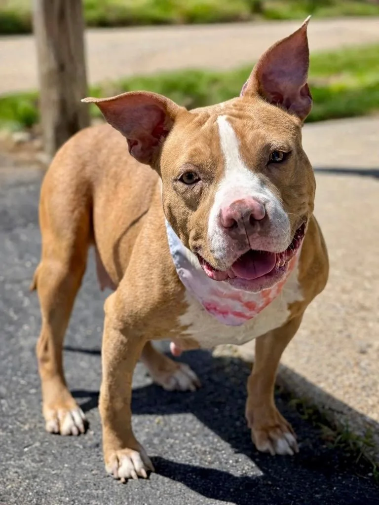 A young medium-sized female Pit Bull Terrier dog named Mango for adoption in Princeton, MA