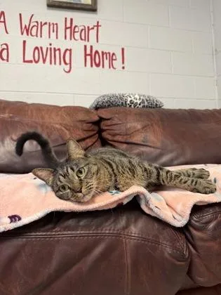 An adult large-sized male Domestic Short Hair cat named Meatball for adoption in North Myrtle Beach, SC