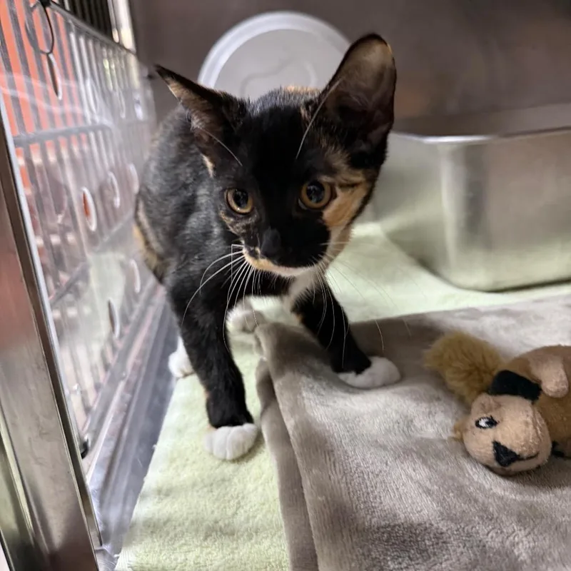 A baby small-sized female Calico Domestic Short Hair cat named Nani for adoption in Pensacola, FL