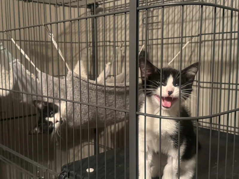 A baby medium-sized female Tuxedo cat named Louise for adoption in Fenton, MO