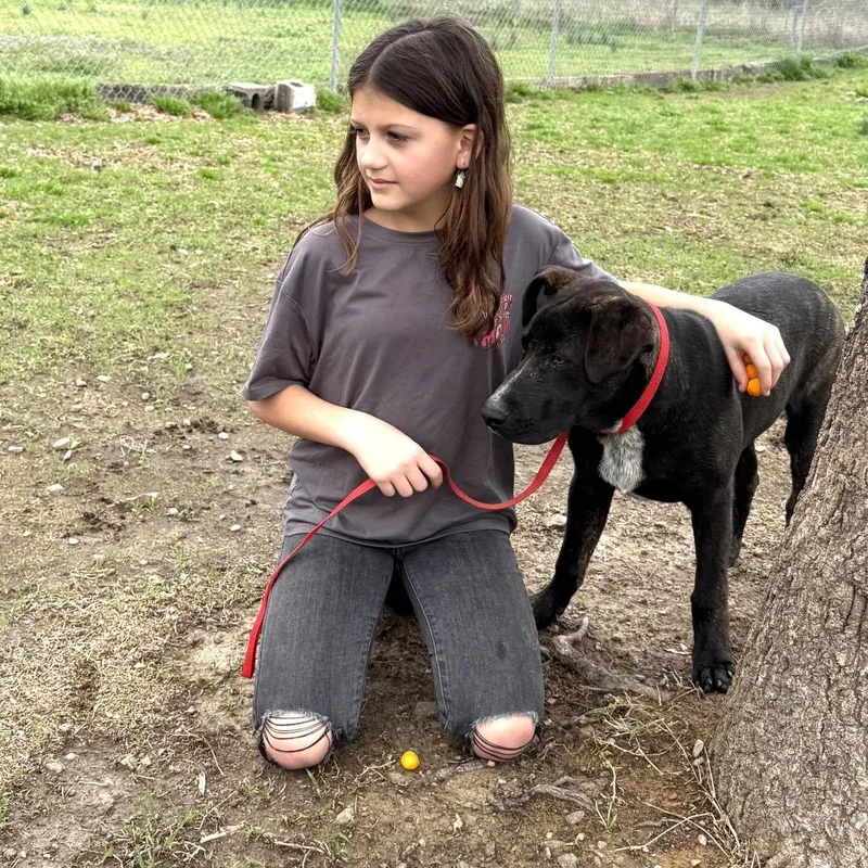 A young medium-sized male Black Black Labrador Retriever dog named Noel for adoption in Bartlett, TN