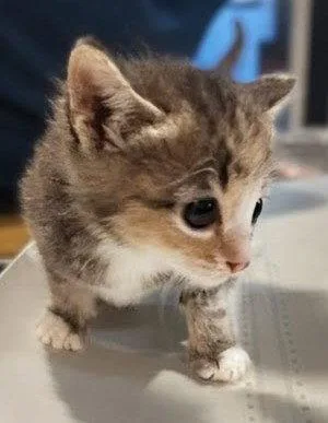 A baby medium-sized female Domestic Short Hair cat named Quinn .. for adoption in Apopka, FL