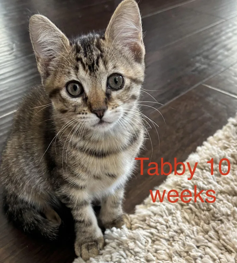 A baby medium-sized female Domestic Short Hair cat named Tabby L for adoption in Frisco, TX