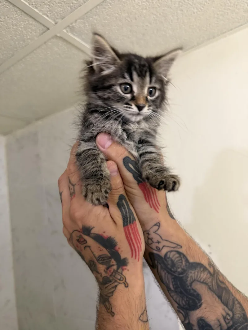 A young medium-sized female Domestic Medium Hair cat named Nebula for adoption in Massillon, OH