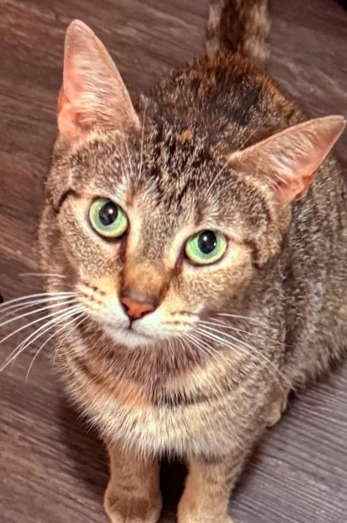 A young small-sized female Domestic Short Hair cat named Noodles for adoption in Darien, GA