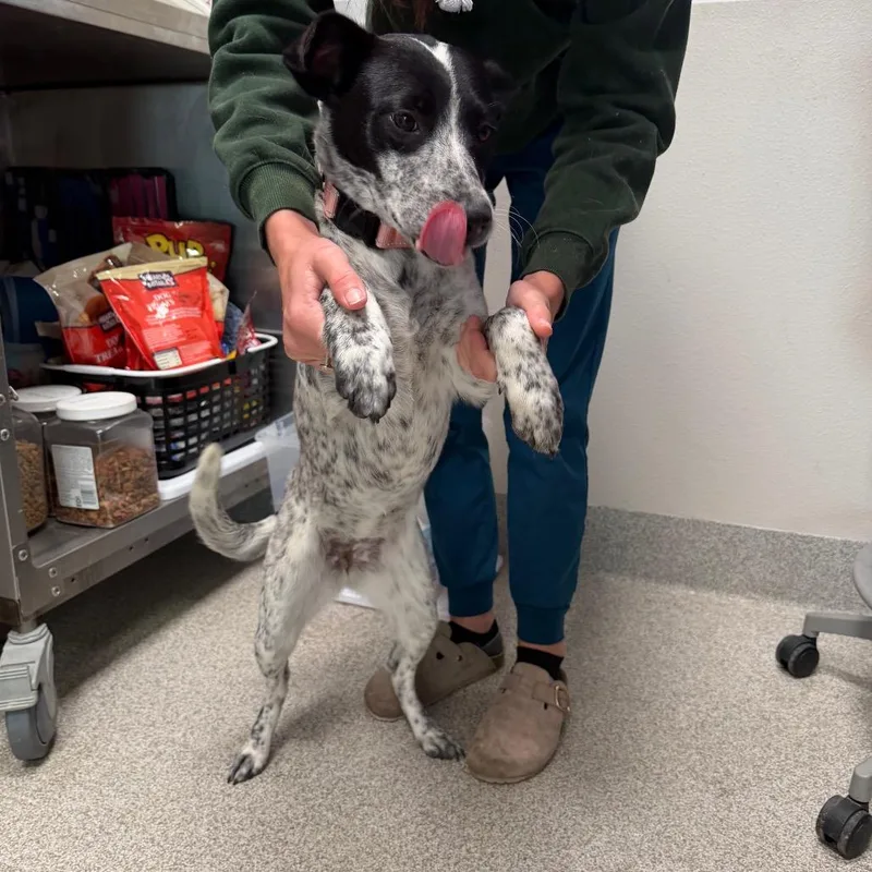 A young medium-sized female White / Cream Mixed Breed dog named Dolly for adoption in Englewood, FL