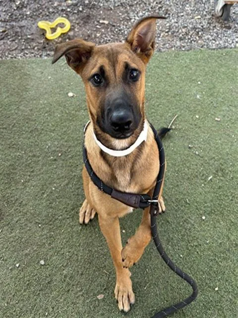 A young large-sized male German Shepherd Dog dog named Care Bear for adoption in Phoenix, AZ