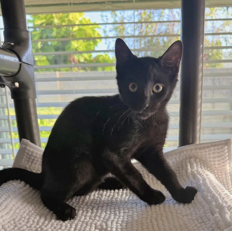 A young medium-sized male Black Domestic Short Hair cat named Berlioz for adoption in Seal Beach, CA