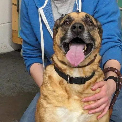 Daphne
