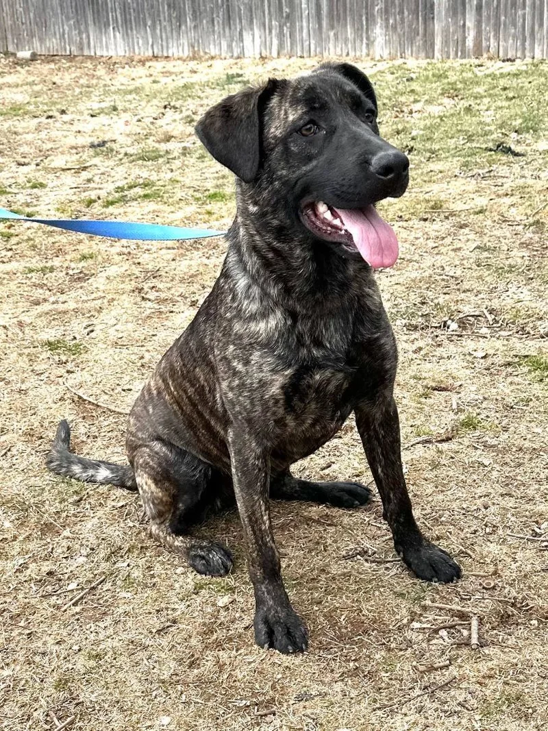 A young large-sized female Brindle German Shepherd Dog dog named Agliana for adoption in Old Westbury, NY